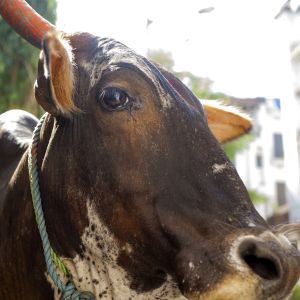 GANADO DE LEVANTE